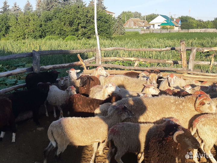 Овцы, бараны