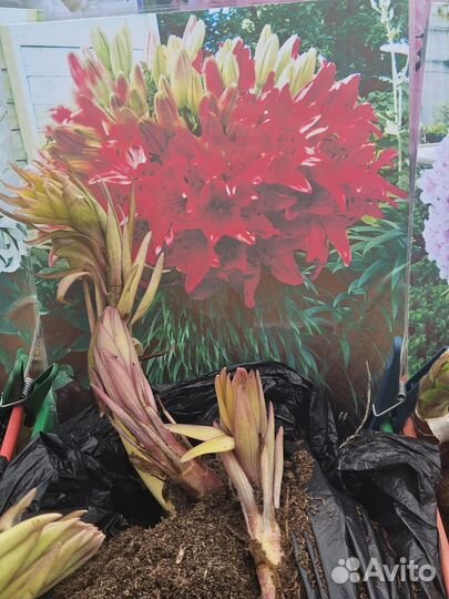 Лилия марлен