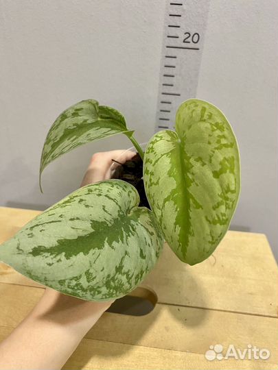 Сциндапсус Пиктус Треби