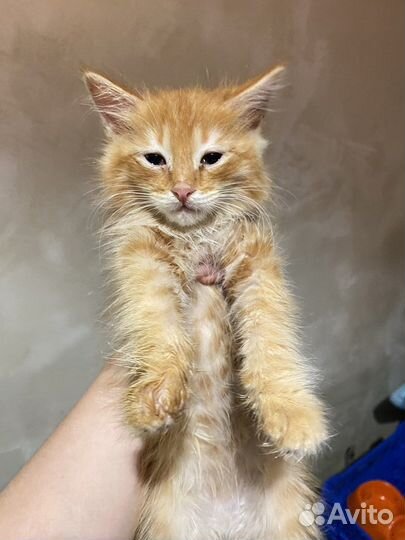 Подкинули 8 котят