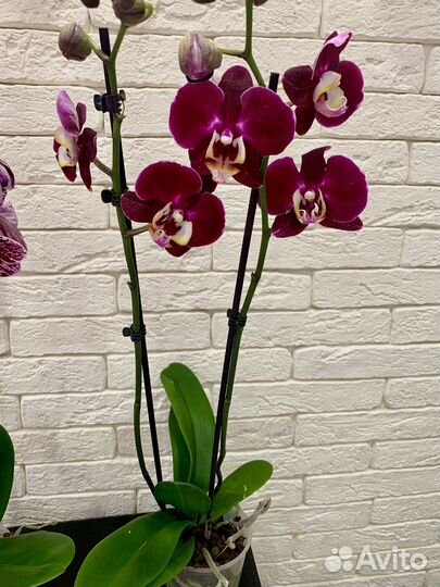 Орхидея бархатная