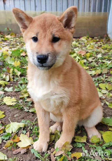 Сиба ину девочки