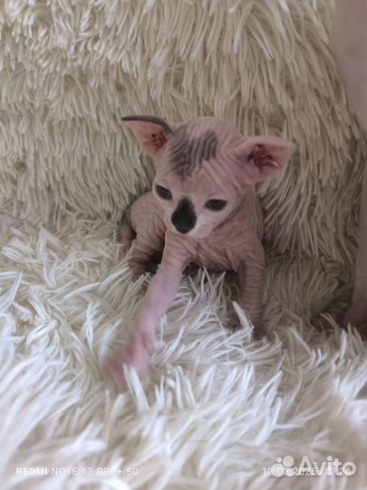 Донской сфинкс котята