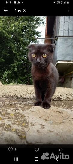 Кошка в дар