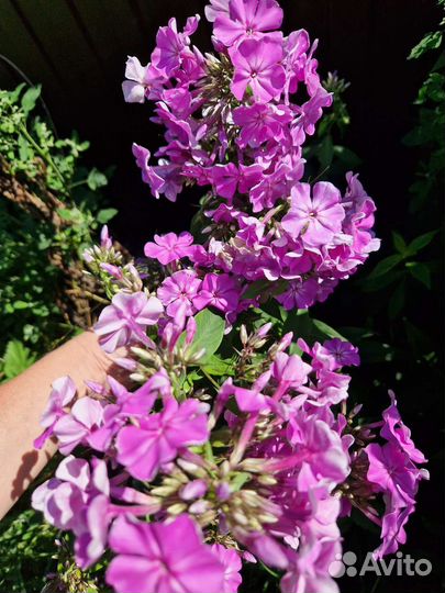 Флоксы метельчатые, эхинацея пурпурная, хризантемы