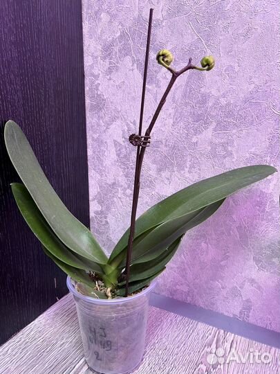 Орхидея фаленопсис /17