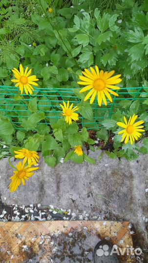 Васильки цветы