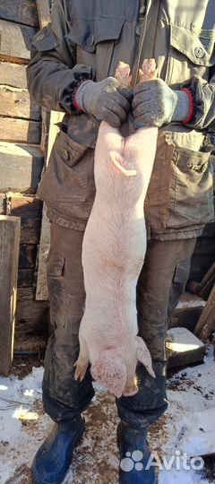 Поросята Ландрас