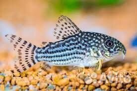 Коридорас Штерба