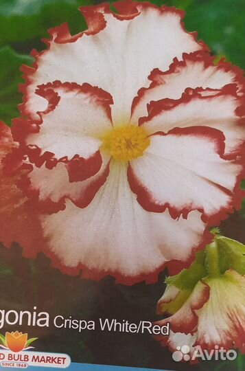 Бегонии в горшках