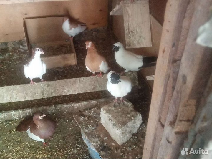 Продажа голубей