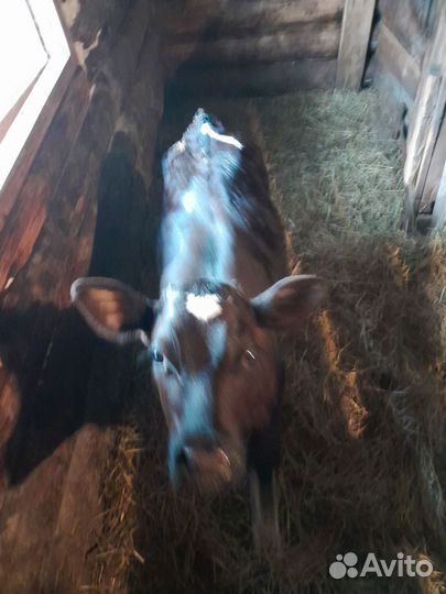 Телята бычки