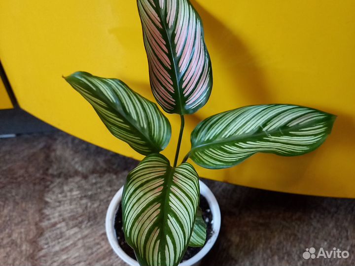 Домашние цветы 2