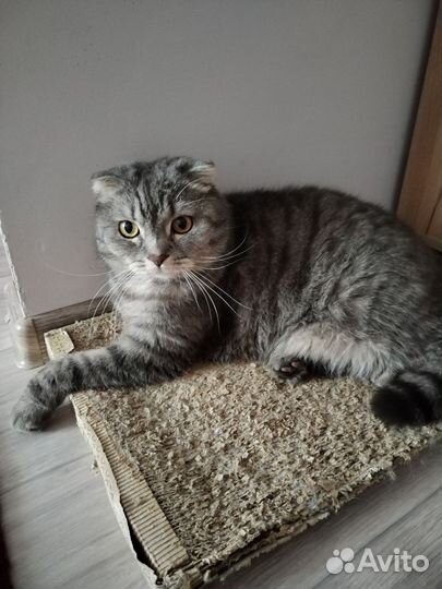 Шотландский кот