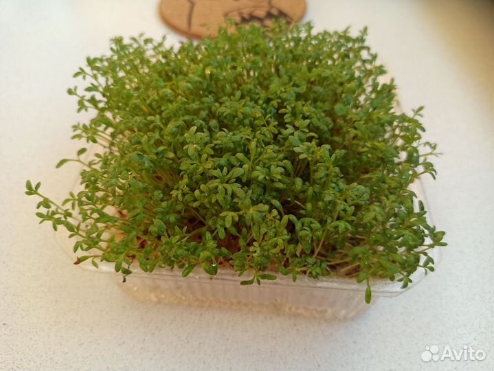 Микрозелень