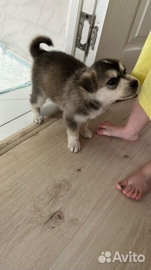 Аляскинский маламут