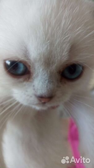 Шотландская