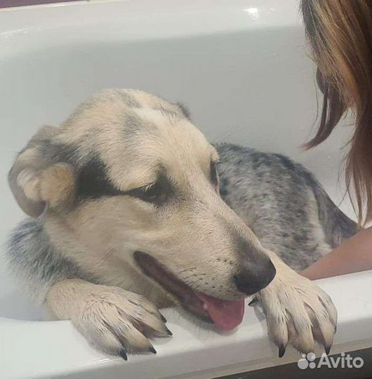 Щенок ищет дом