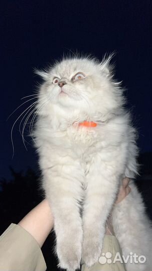Продаю котенка