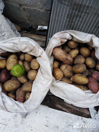 Продам картофель