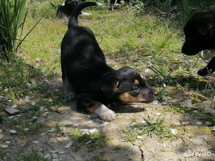 Отдам щенков в добрые руки бесплатно