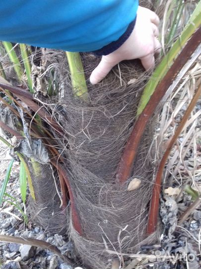 Продам пальмы Трахикарпус Форчуна