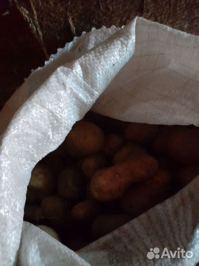 Картофель мелочь