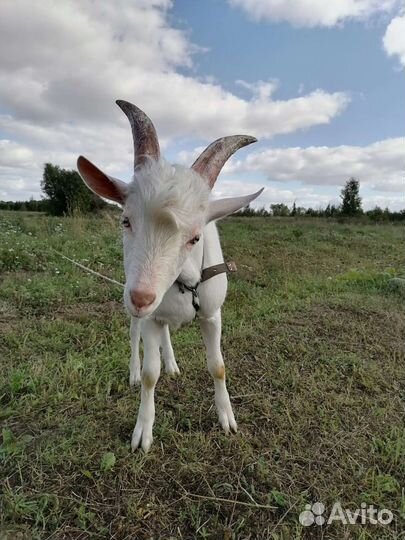 Козел Зааненский чистокровный