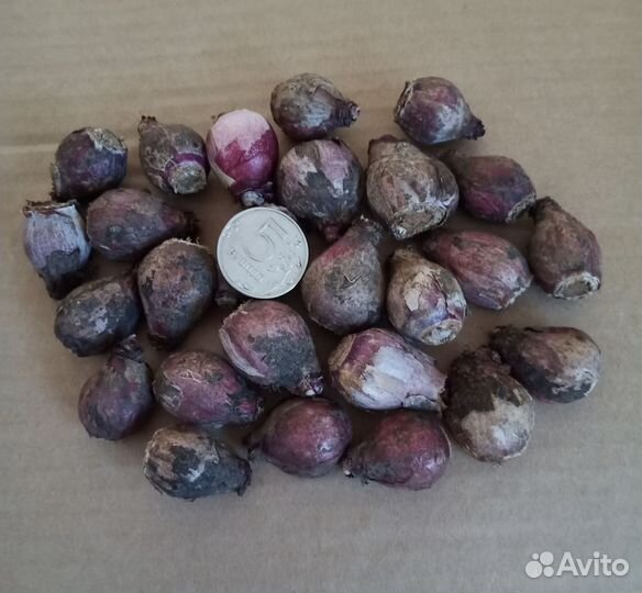 Луковицы диких тюльпанов и гиацинта