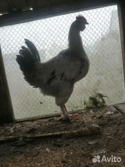 Молодые петухи