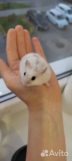 Джунгарский хомяк