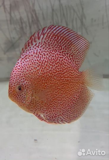 Продажа дискусов