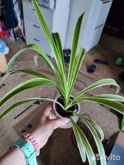 Хлорофитум