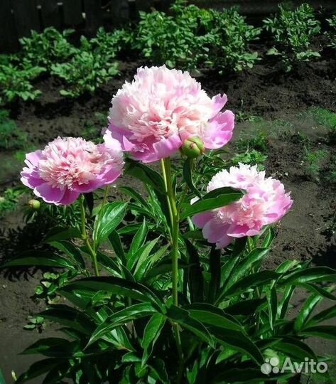 Пионы клубни Кора Стабс