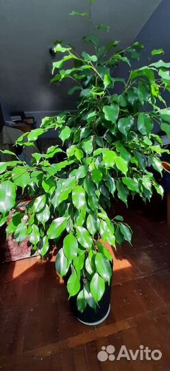 Бенжамин - великолепный