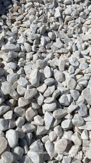 Крошка галтованная