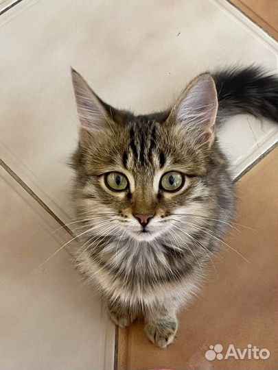 Кошка в дар бесплатно