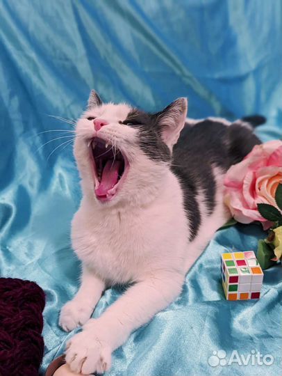 Кошечка Китти пропадает в одиночестве