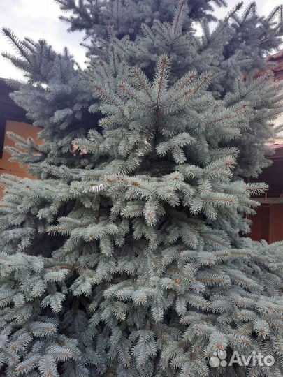 Голубая ель 4 метра