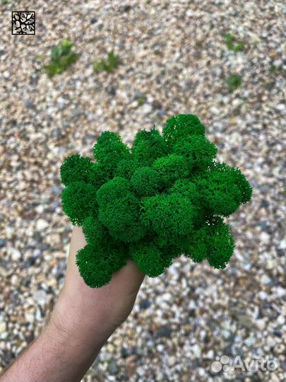 Стабилизированный Мох: Большой выбор цветов, Изумр