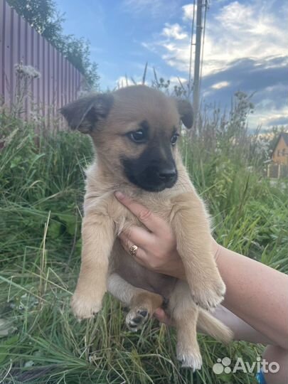 Щенок в добрые руки