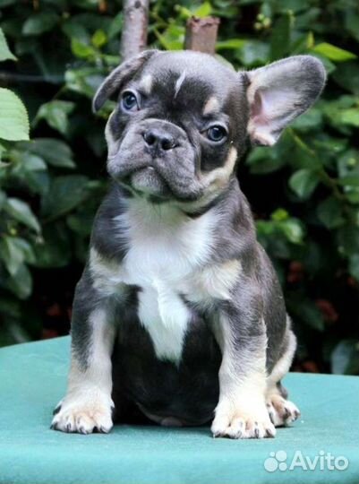 Французский бульдог мальчики