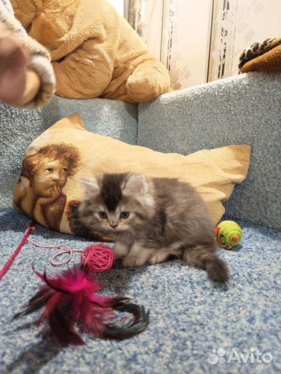 Шотландский котёнок