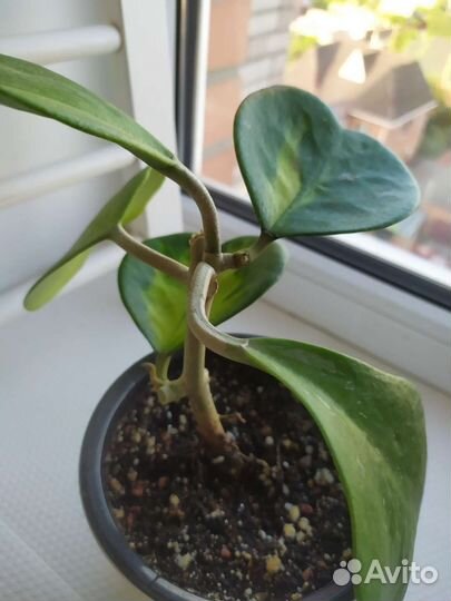 Хойя сортовая