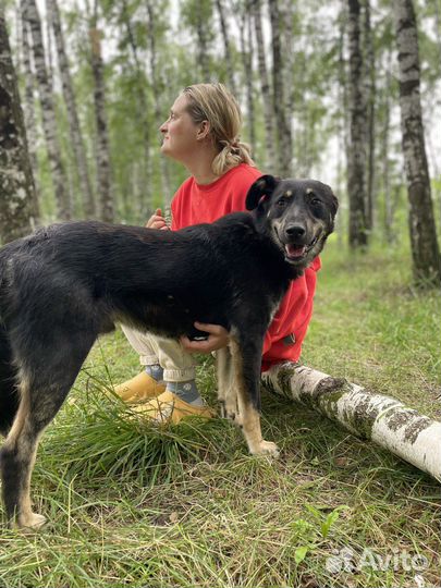 Собака из приюта мечтает о доме
