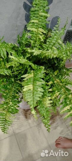 Нефролепис вариегатный Tiger Fern