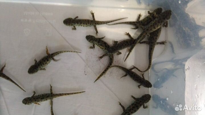 Тритон испанский (иглистый)