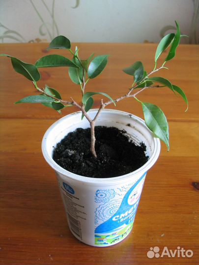 Фикусы Бенджамина (2 сорта)