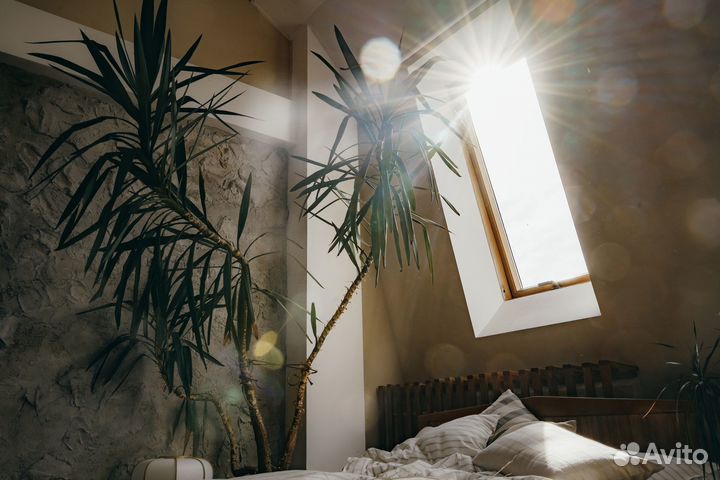 Пальма Юкка