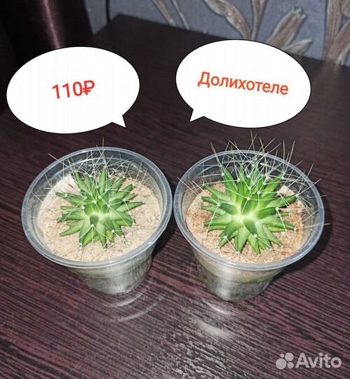 Суккуленты флорариум